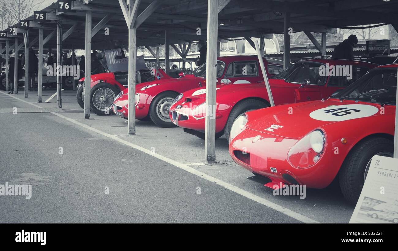 A line up of stallions - Smartphone Captured Stock Image