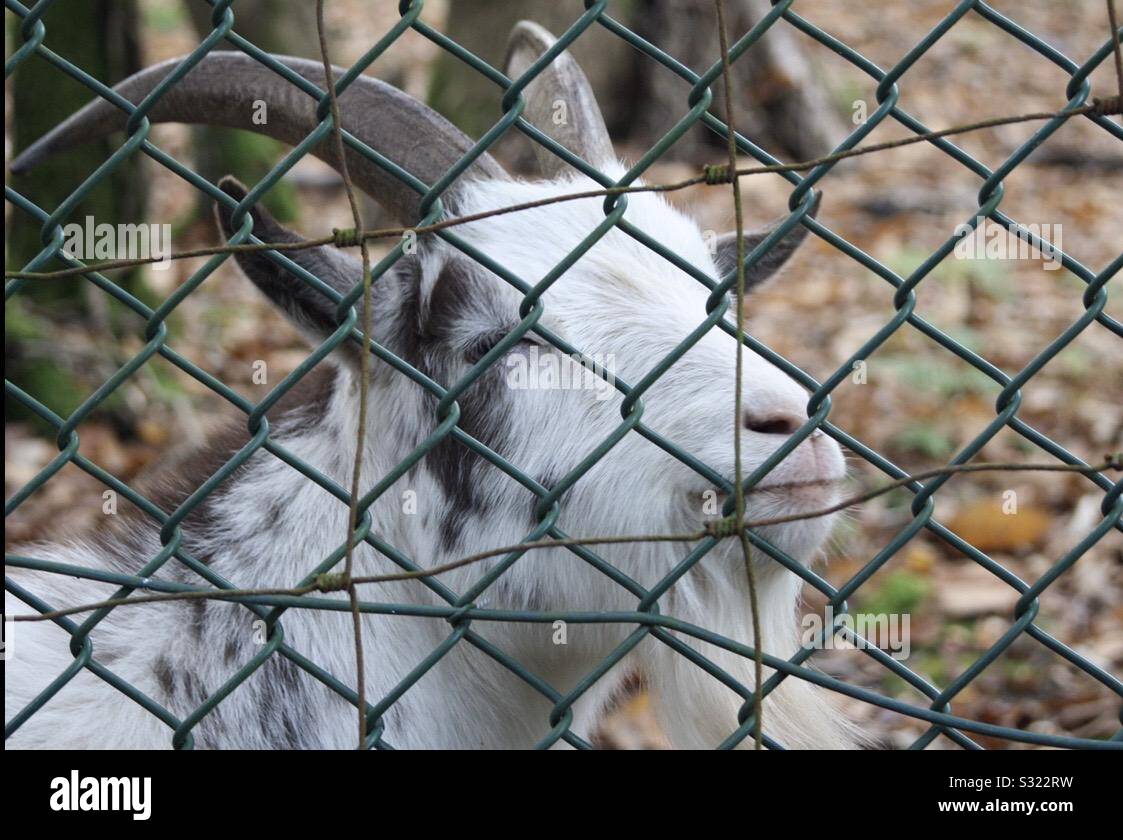 Goat behind chain link fence hires stock photography and images Alamy