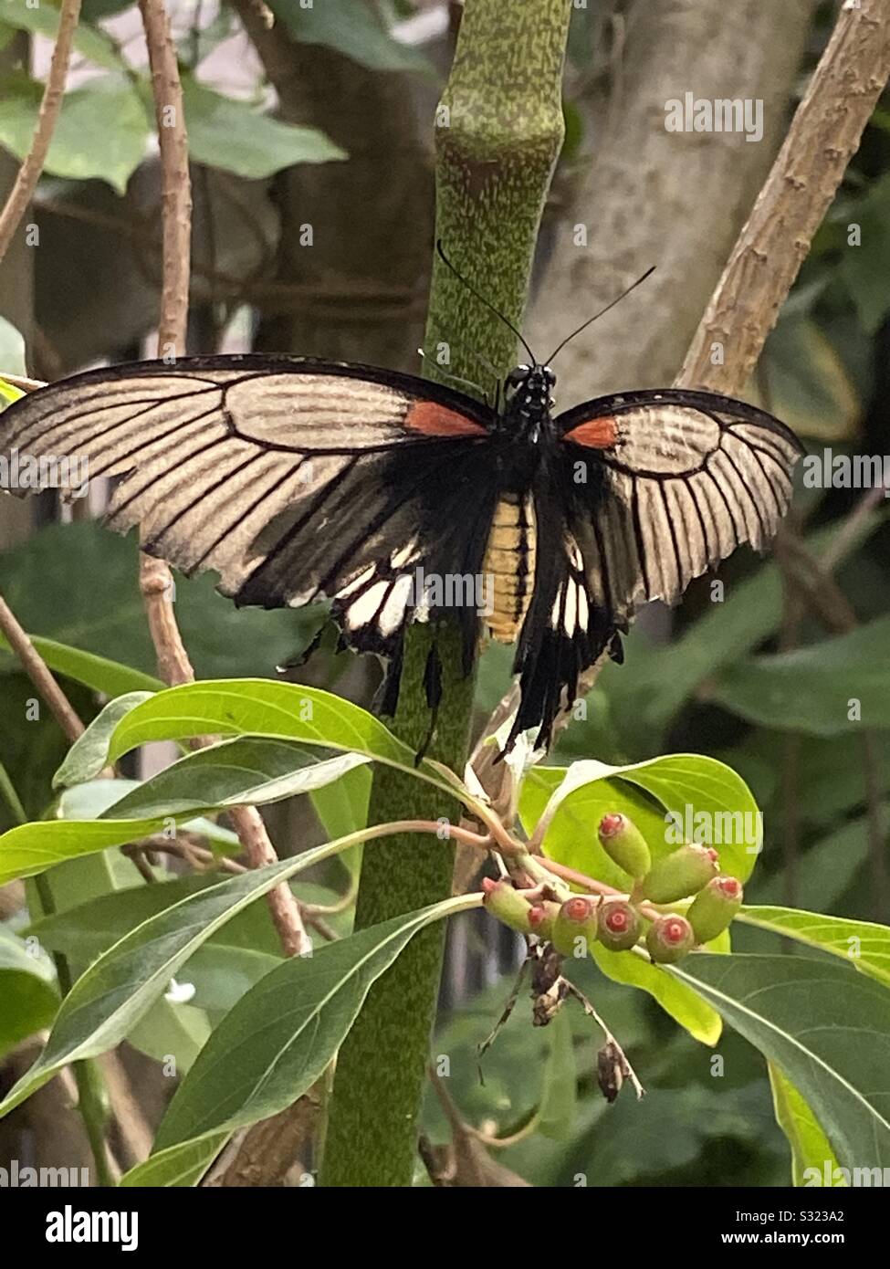 Bfly High Resolution Stock Photography And Images Alamy Bfly High Resolution Stock Photography And Images Alamy