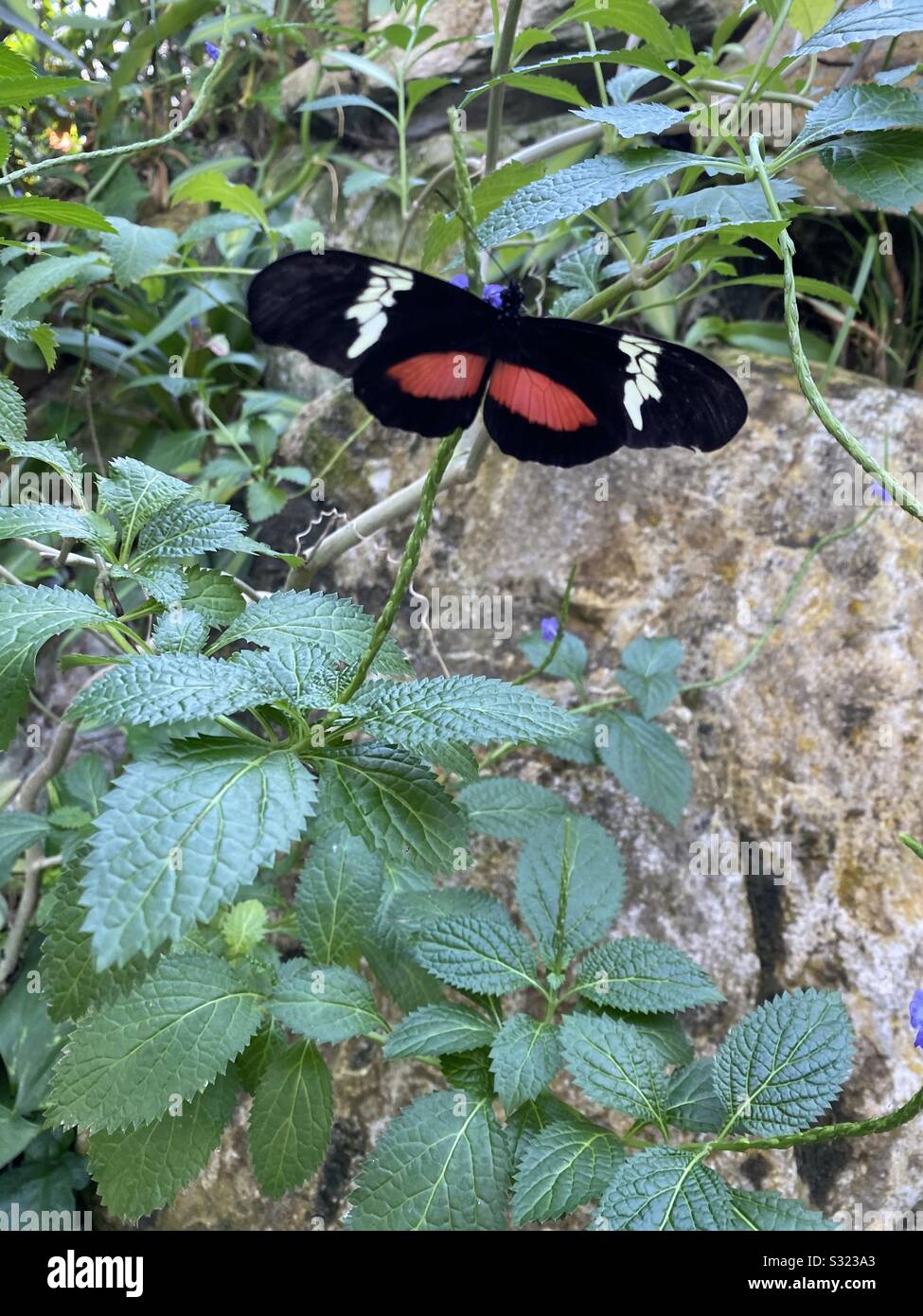 Bfly High Resolution Stock Photography And Images Alamy Bfly High Resolution Stock Photography And Images Alamy