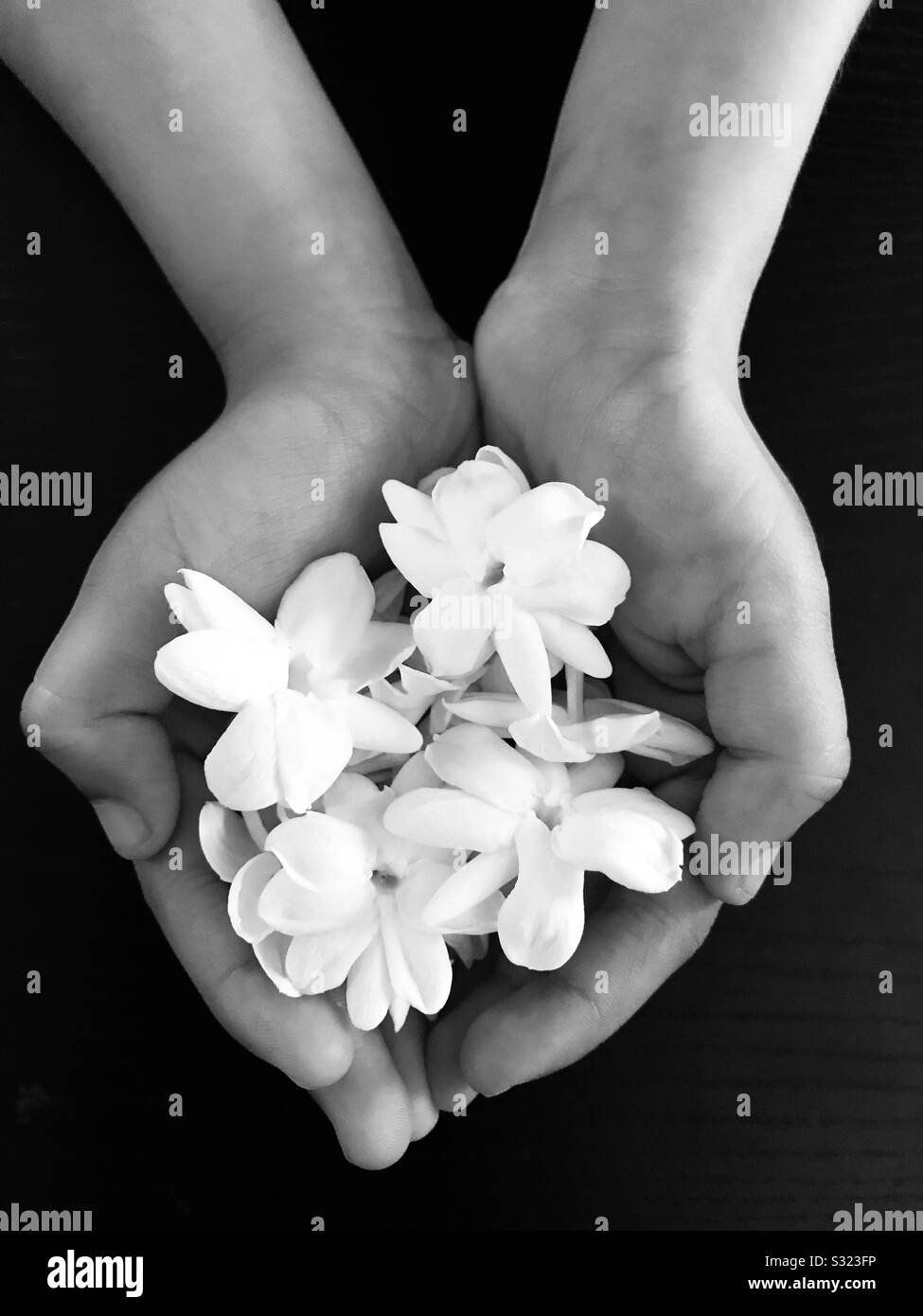 Arabian Jasmine High Resolution Stock Photography And Images Alamy