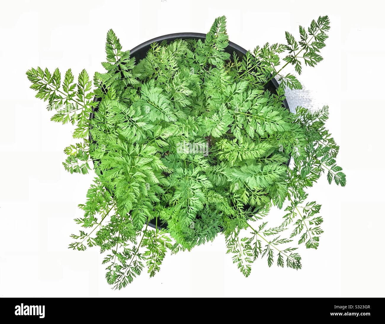 Potted fern against white background - Smartphone Captured Stock Image
