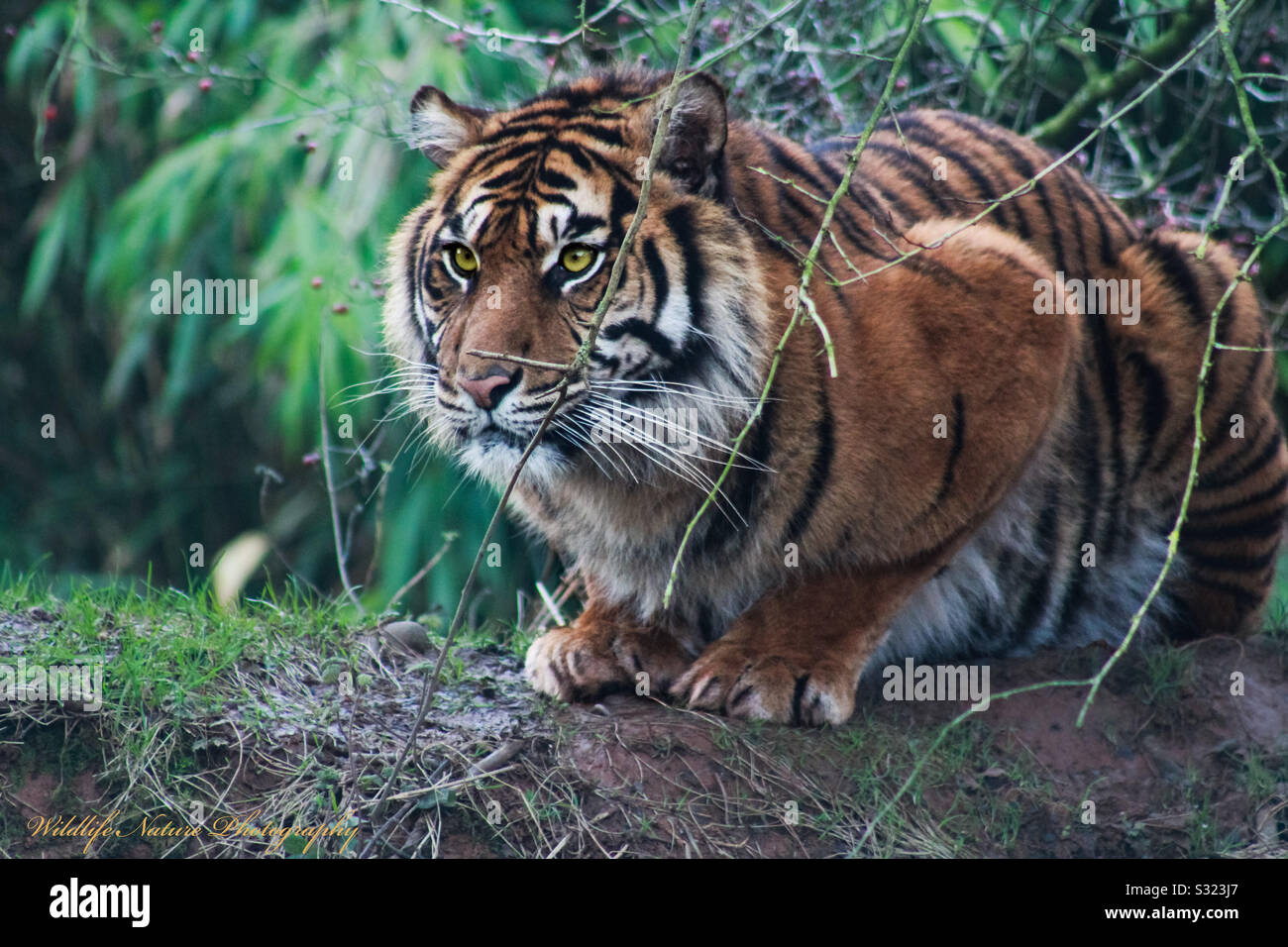 Tiger at south lakes zoo Stock Photo