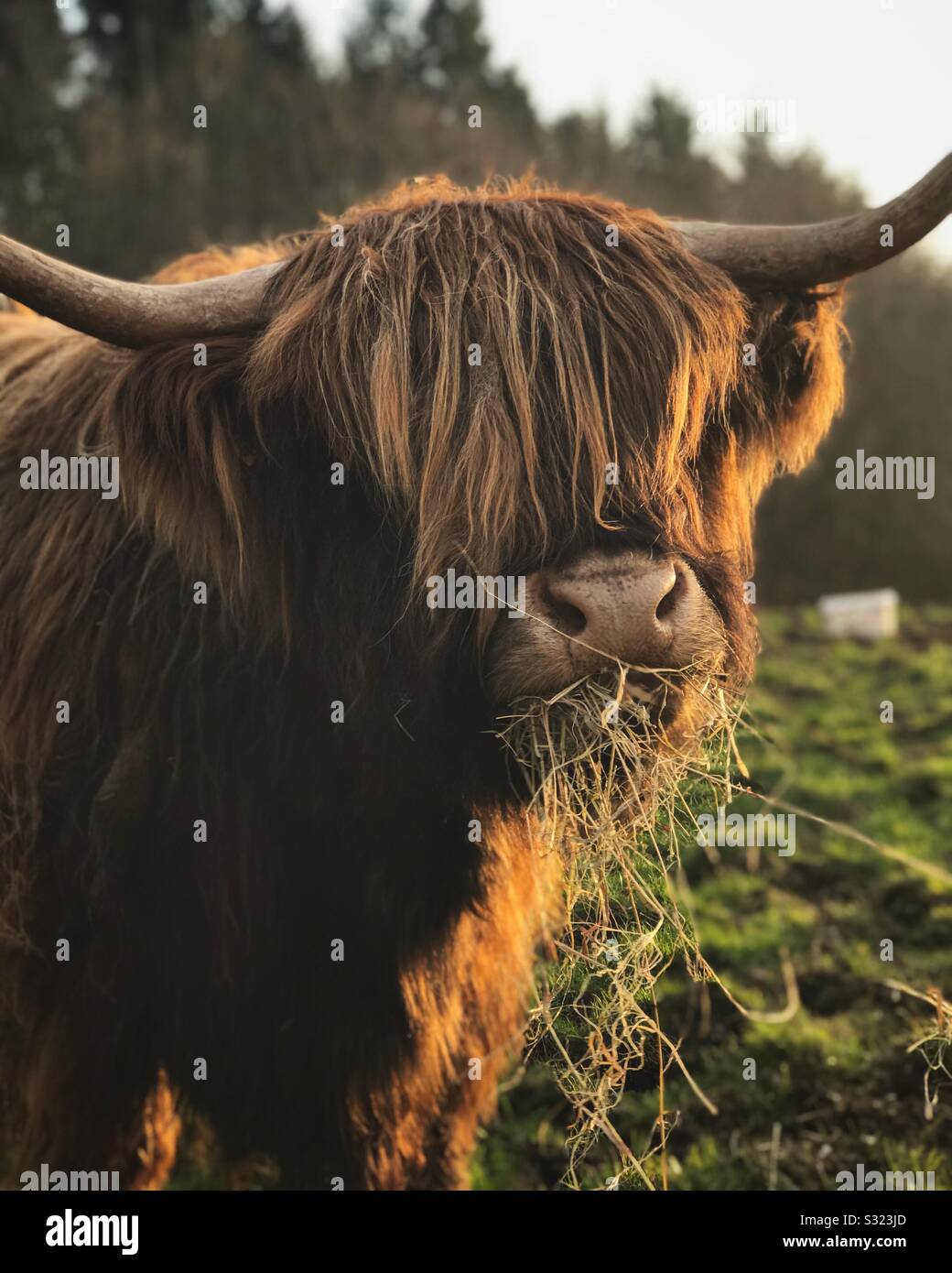 Highland cow photography hi-res stock photography and images - Alamy