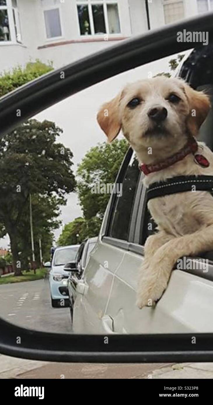 Jackapoo hi-res stock photography and images - Alamy