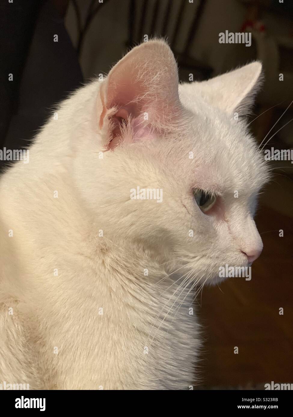 White cat portrait Stock Photo