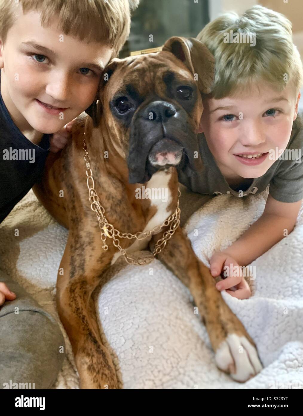 Boxer dog good with kids sale