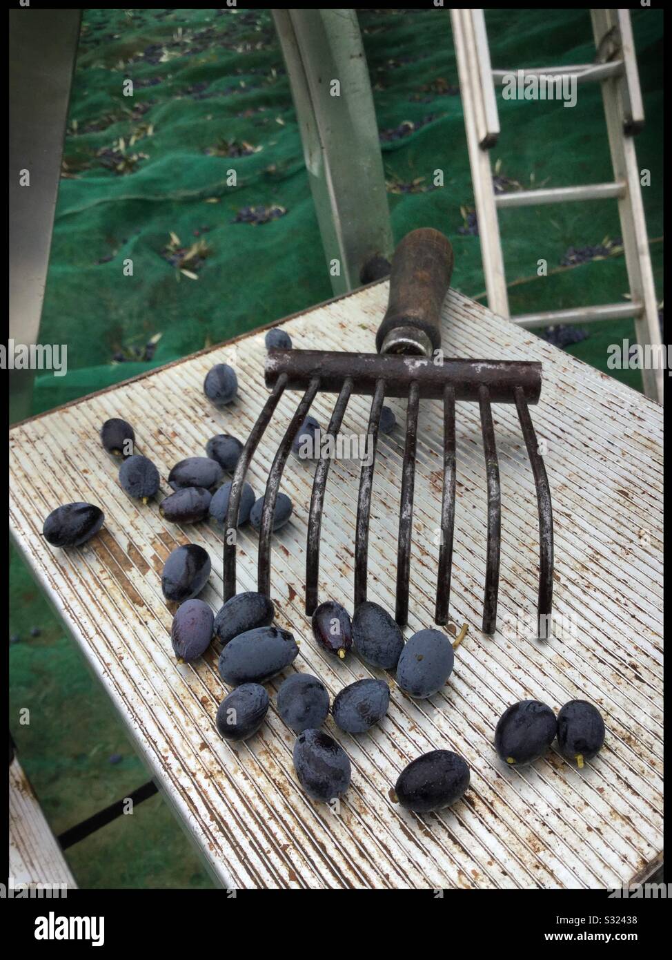 Harvesting olives with hand rakes and ladders, Catalonia, Spain. - Smartphone Captured Stock Image