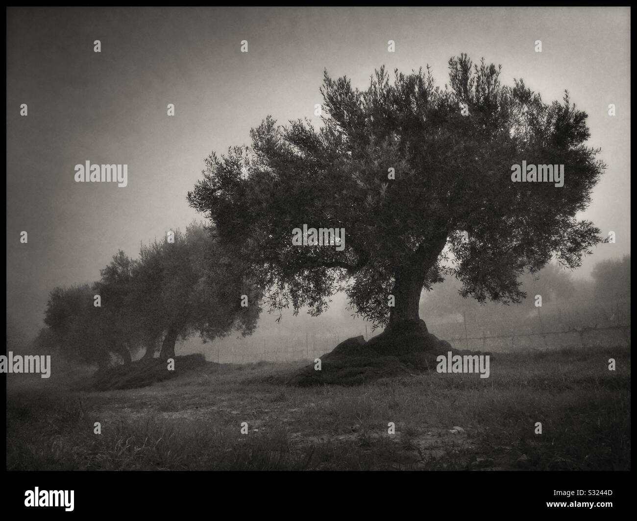 Olive trees in the fog, Catalonia, Spain. - Smartphone Captured Stock Image