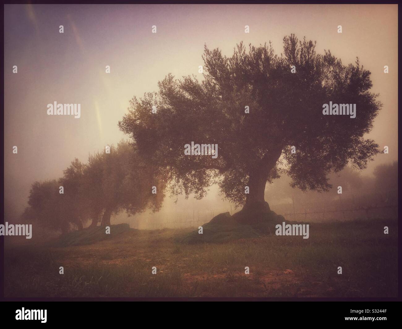 Olive trees in the fog, Catalonia, Spain. - Smartphone Captured Stock Image