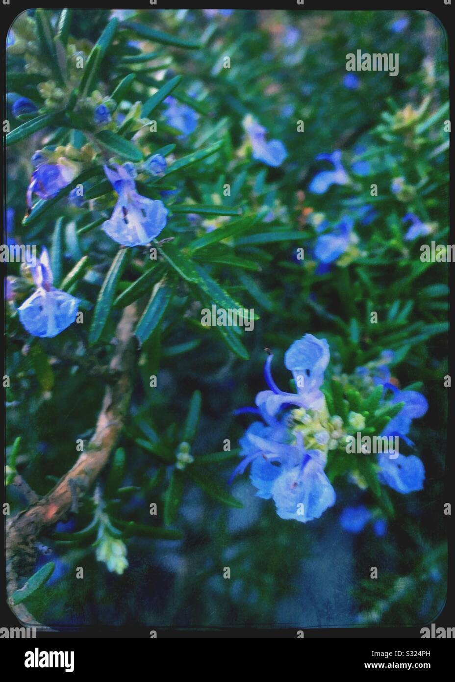 Blue flowers on a rosemary plant Stock Photo Alamy