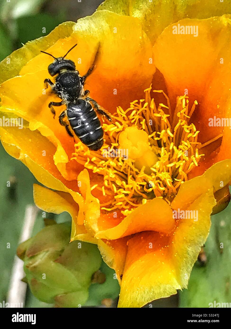 Bumblebee gathering pollen - Smartphone Captured Stock Image