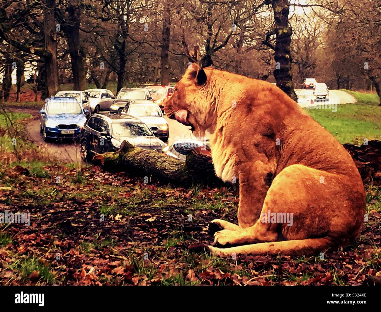 A lion at Knowsley Safari park - Smartphone Captured Stock Image