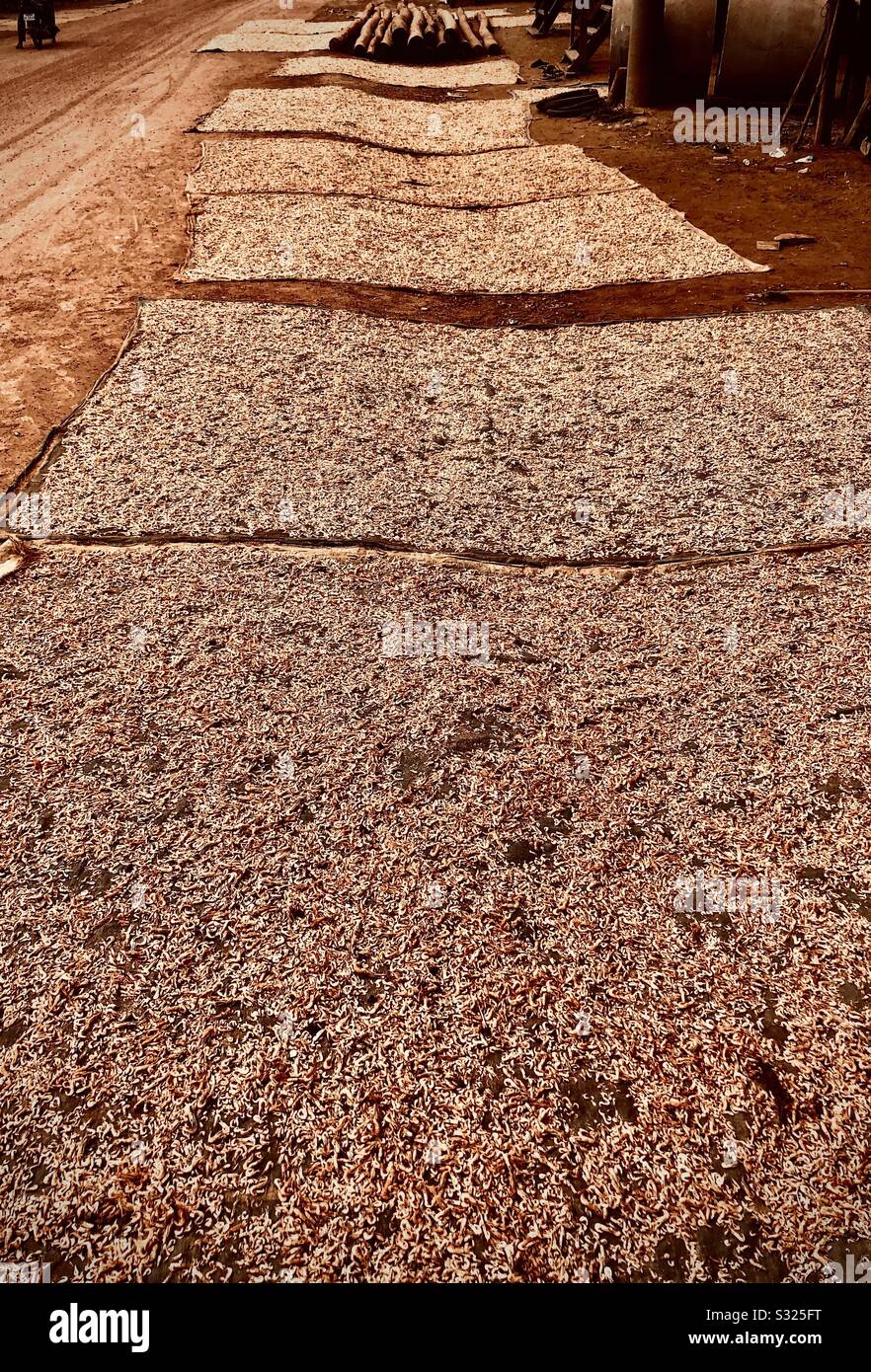 Dried shrimp at Kompong Khleang floating village, Tonle Sap lake, Siem Reap, Cambodia - Smartphone Captured Stock Image