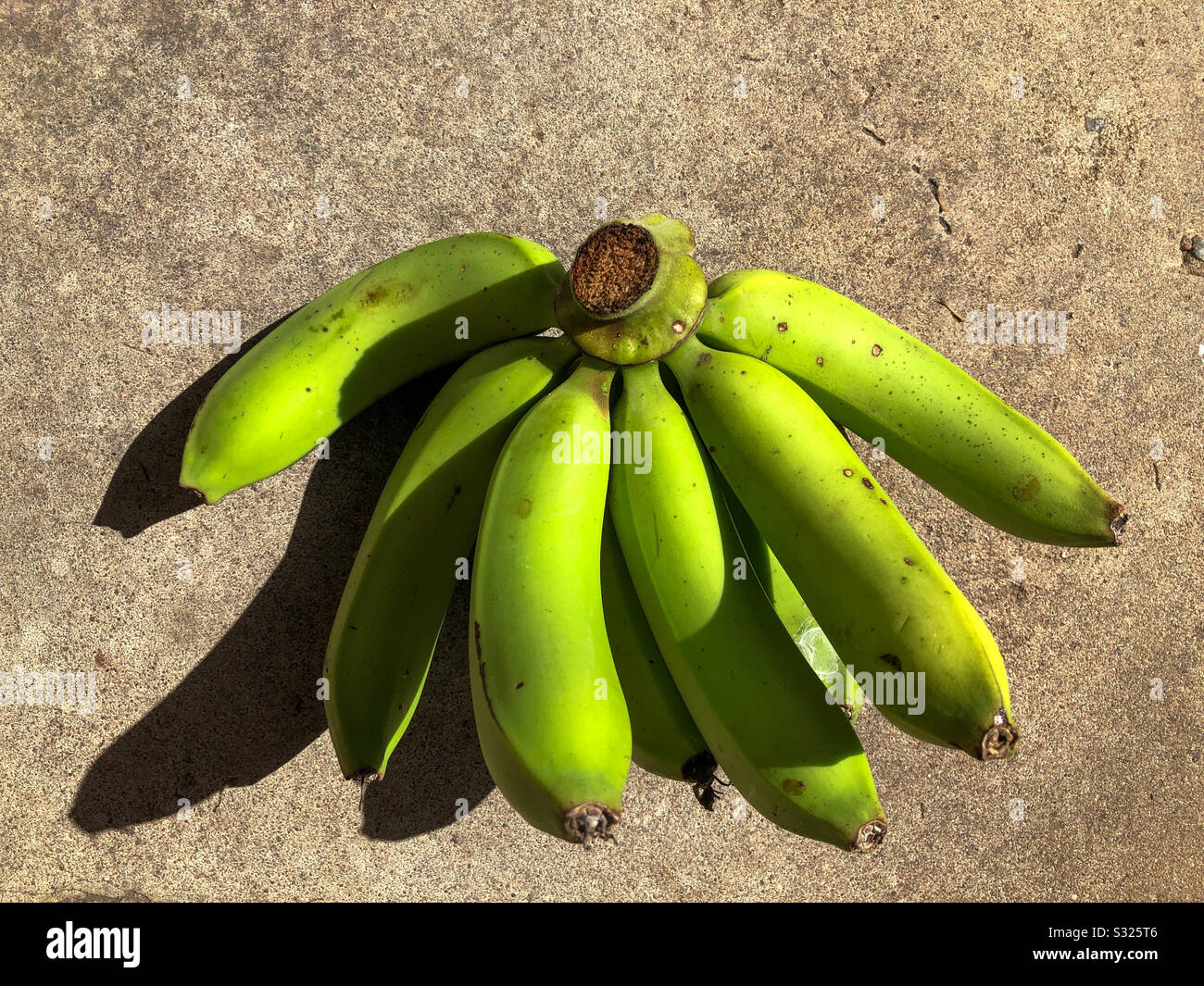 Vertical view of a bunch of fresh natural grown cavendish bananas on the  right side of isolated blue Stock Photo by ImgSolut