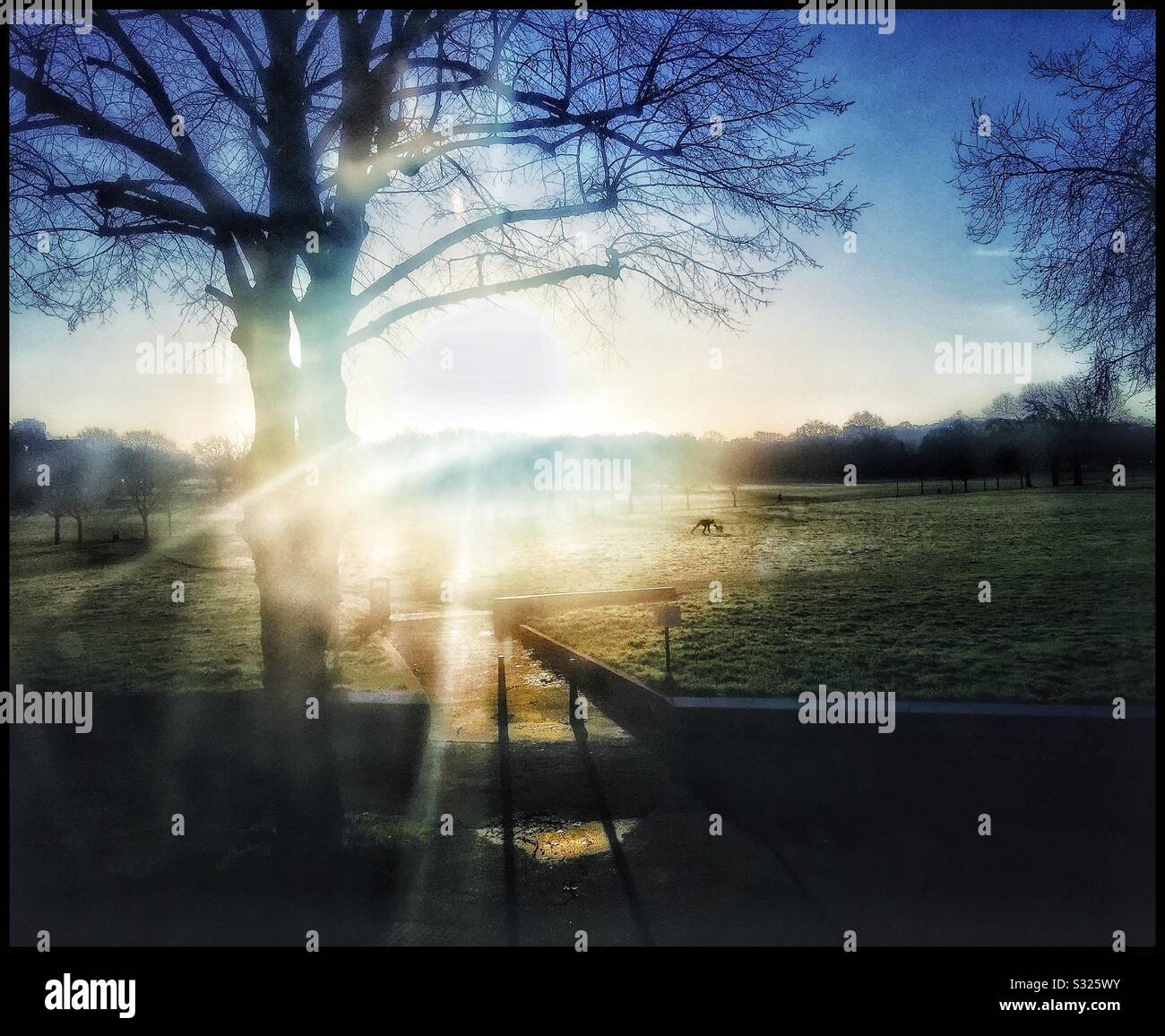 Sunrise over Peckham Rye. - Smartphone Captured Stock Image