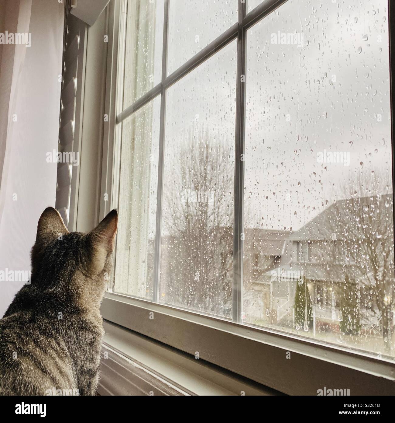 Kitten sitting at rainy window Stock Photo Alamy