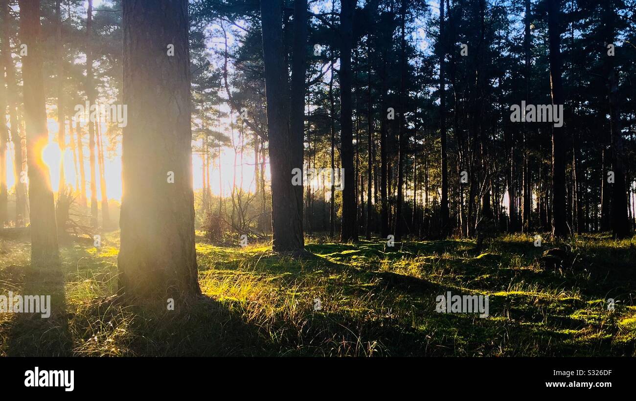 Winter sun in Suffolk Stock Photo