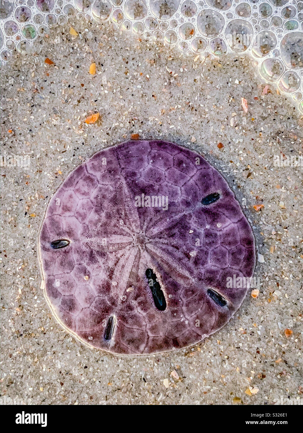 Purple sand dollar surrounded by sea foam, washed up on the beach on Amelia Island, Florida. Stock Photo