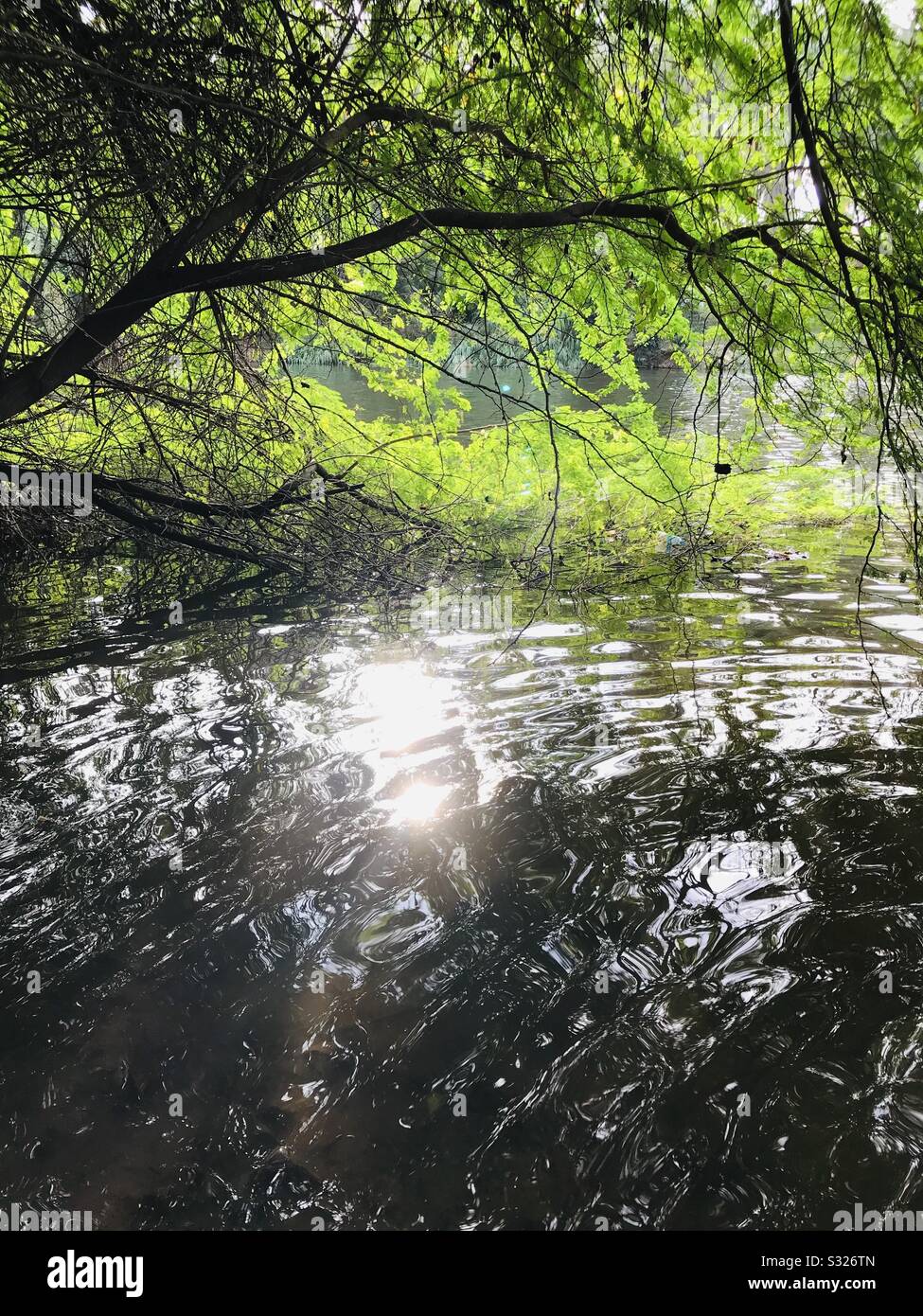 Though its a far shot, but I like the ripples in water and dazzling sunshine’s along through the branches of tree , and the sun glazing in water ripples.. Stock Photo