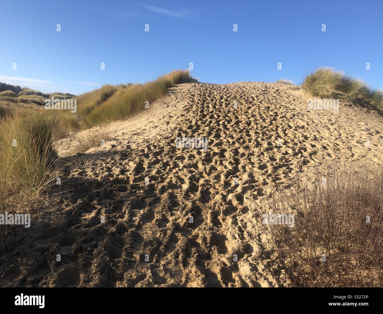 sand dune in Formby pine woods, Merseyside Stock Photo