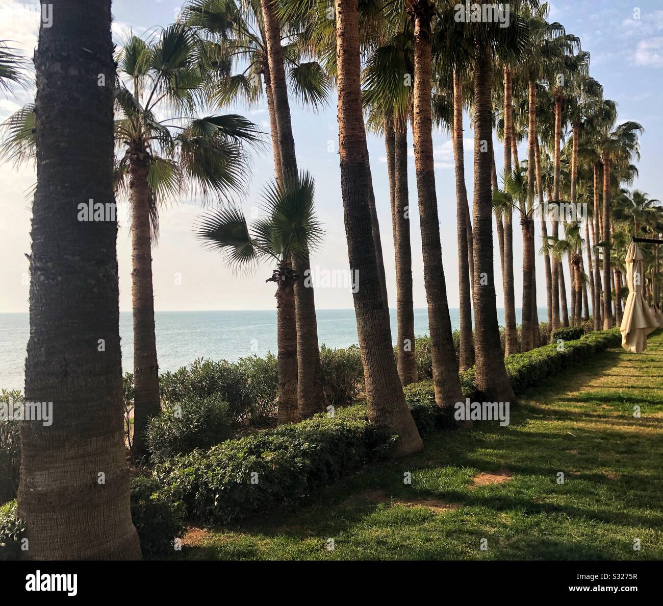 Palms on the promenade- Mersin Turkey - Smartphone Captured Stock Image