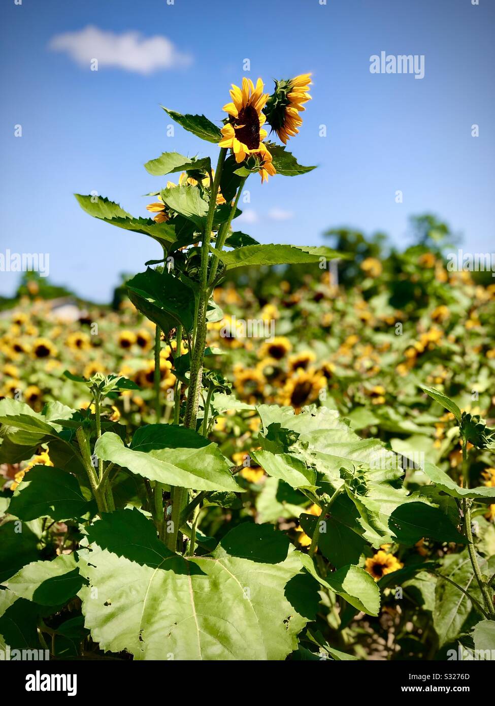 Sunflower fields. Stock Photo