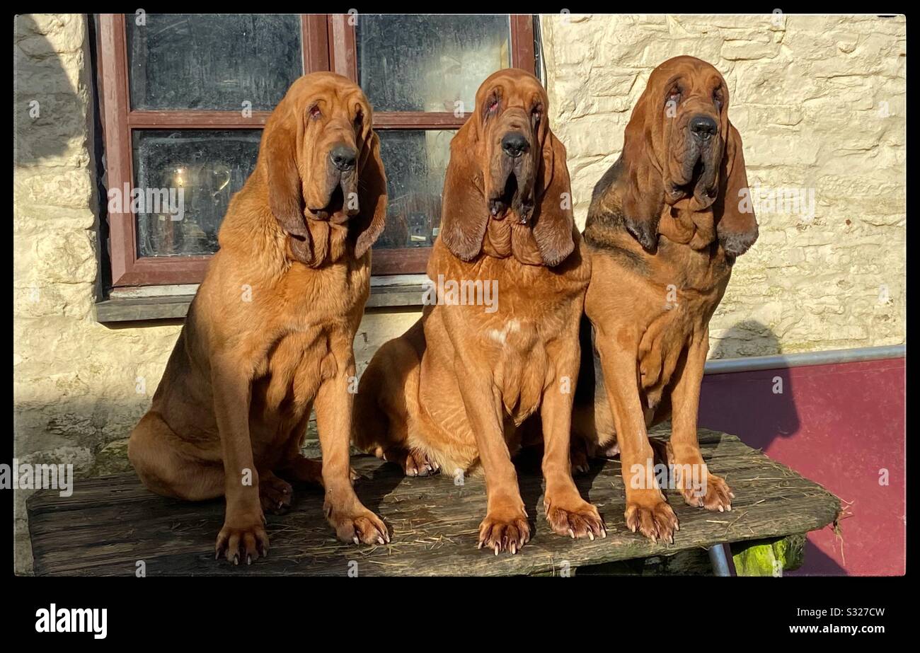 Farlap hi res stock photography and images Alamy