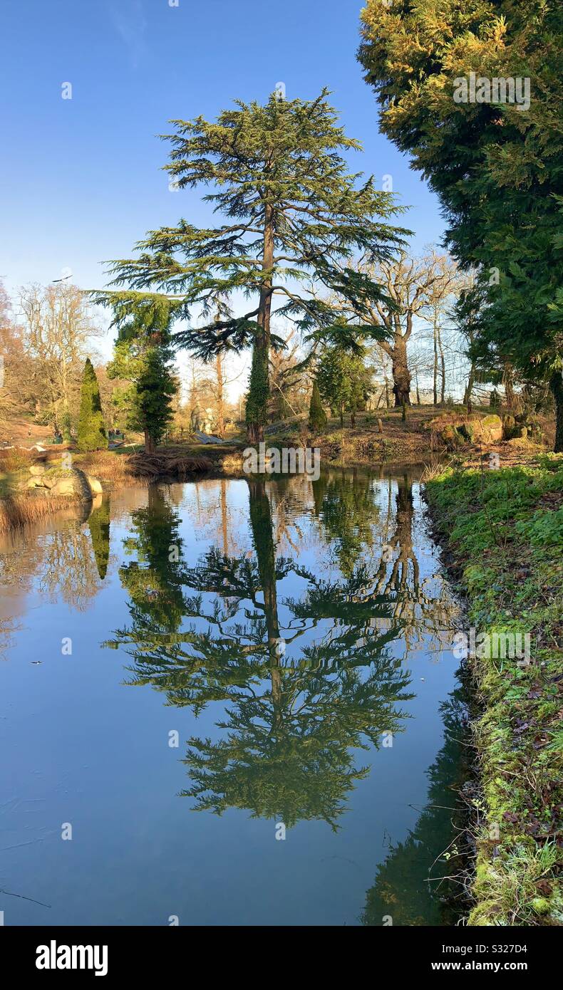 Reflection of cedar tree in pond at Crystal Palace park - Smartphone Captured Stock Image