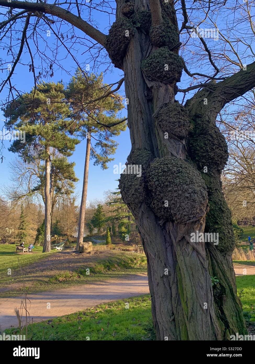 Knobbly tree in Crystal Palace park on a winters day Stock Photo
