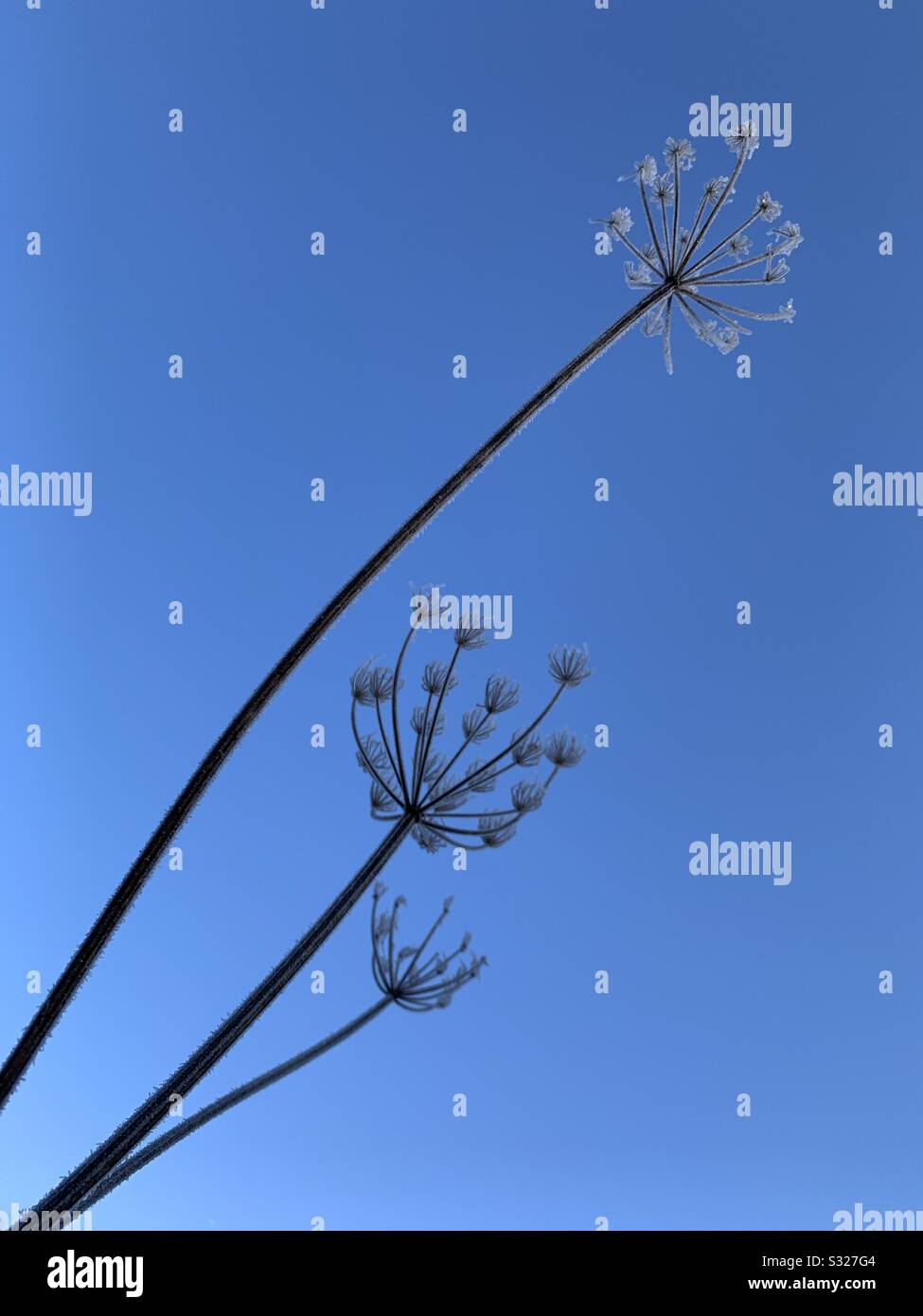 Frosty plants silhouetted against a brilliant blue sky Stock Photo
