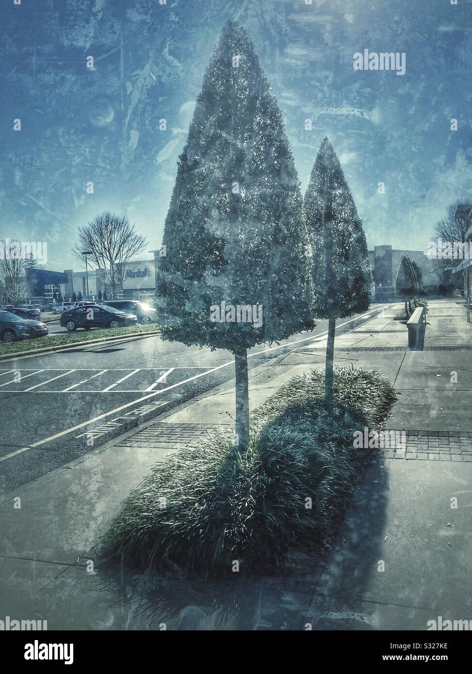 Heavily manicured Cypress trees in a shopping center- grunge photo Stock Photo