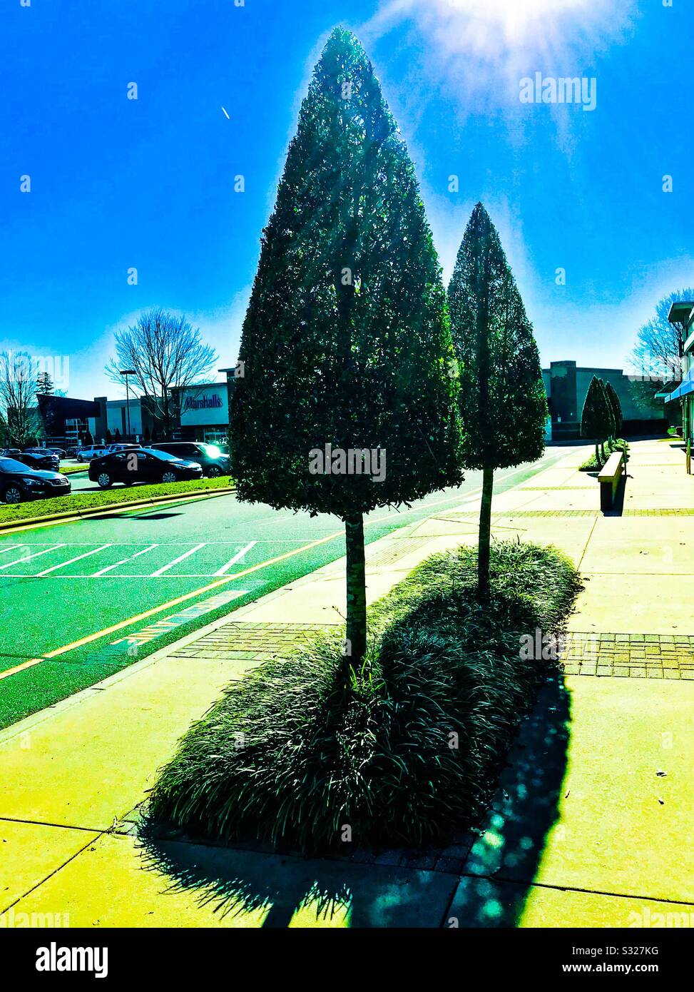 Trimmed Cypress trees in a shopping center Stock Photo