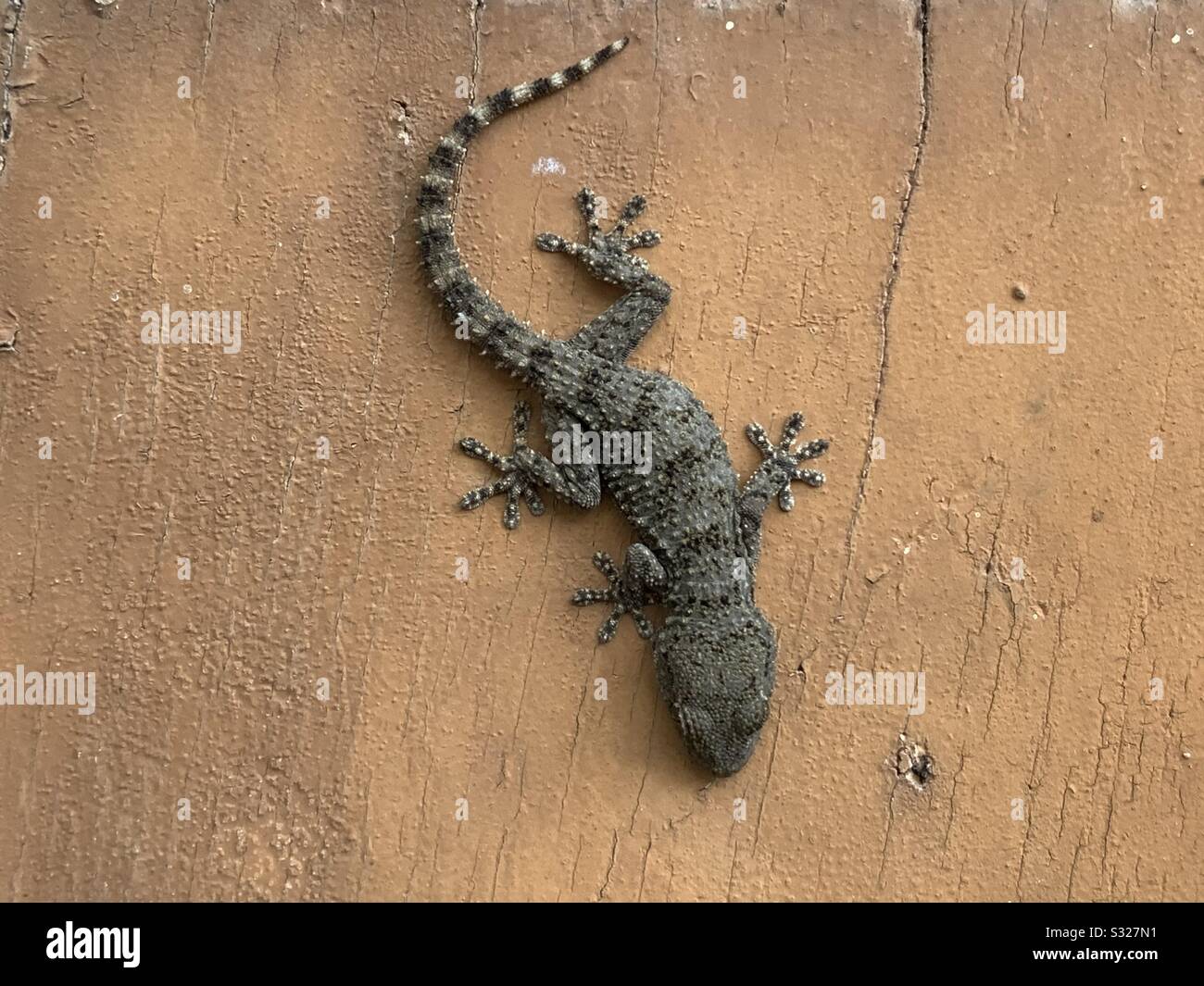 House lizard or little gecko on a wooden door - Smartphone Captured Stock Image