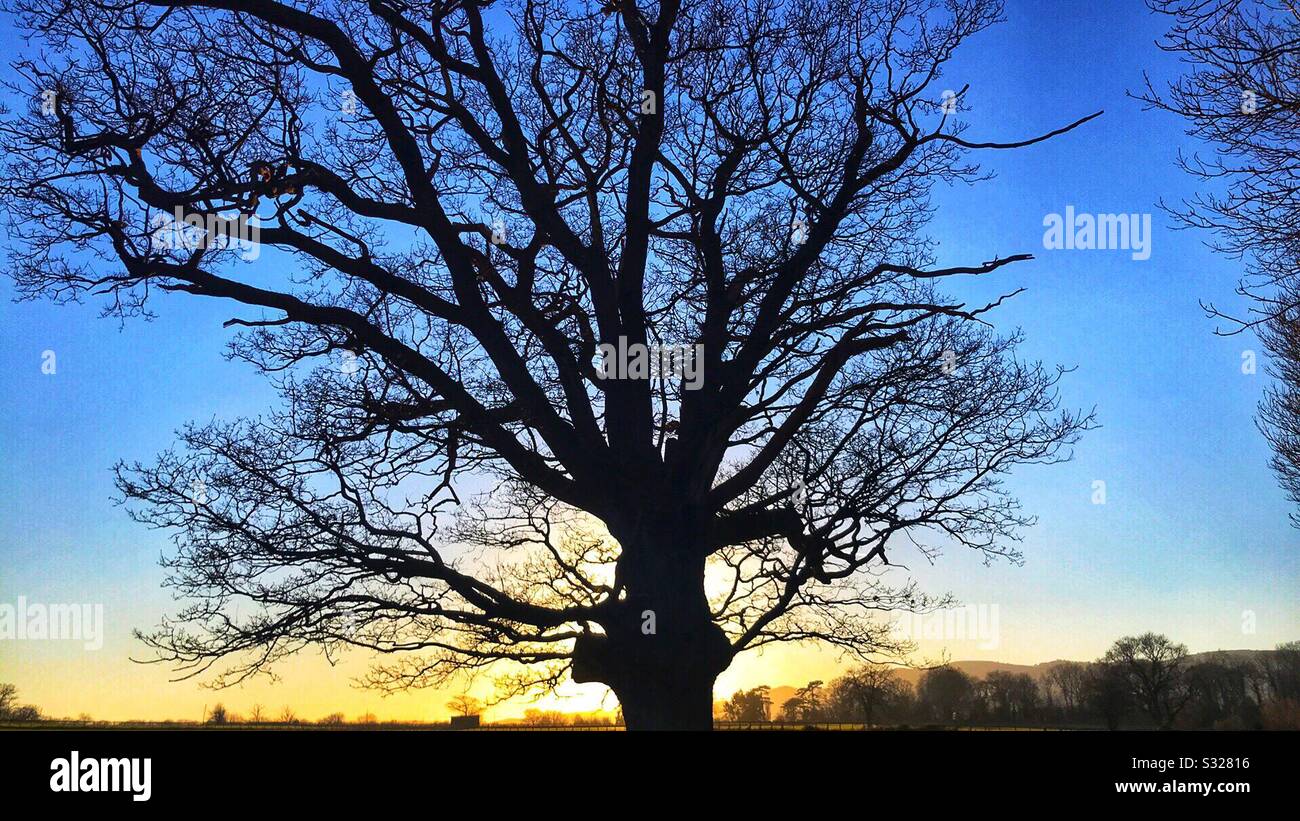 Young oak tree silhouette hi-res stock photography and images - Alamy