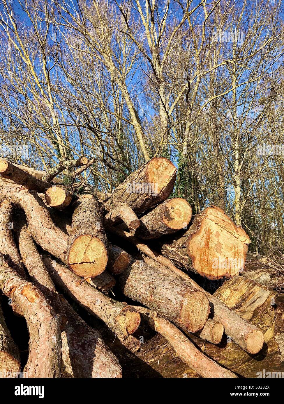 Trees and trunks Stock Photo Alamy
