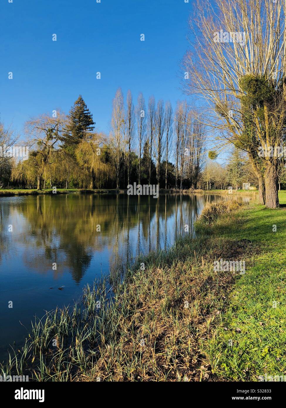 Reflections of trees in small lake. - Smartphone Captured Stock Image