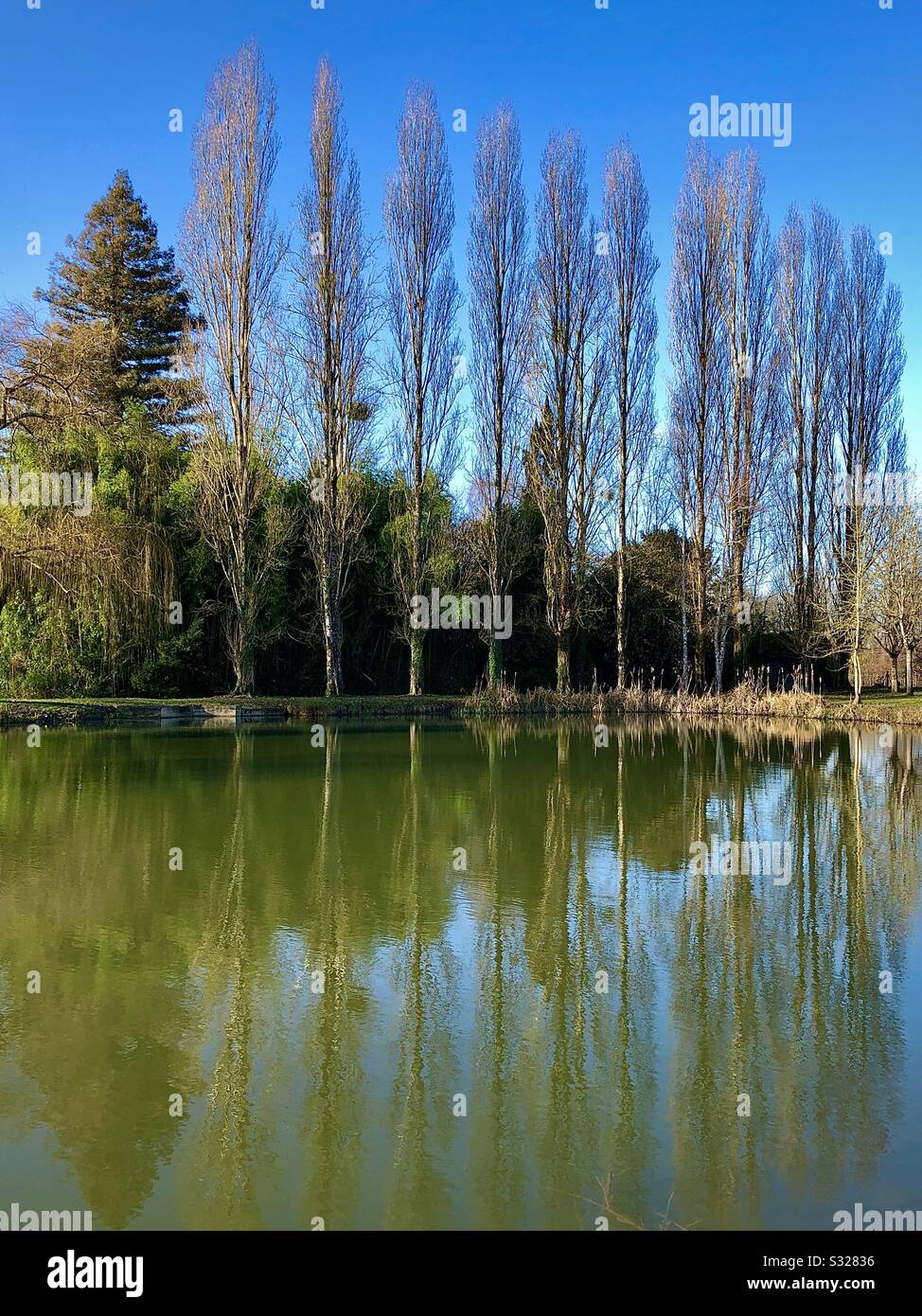 Reflection of Poplar trees in small lake. - Smartphone Captured Stock Image