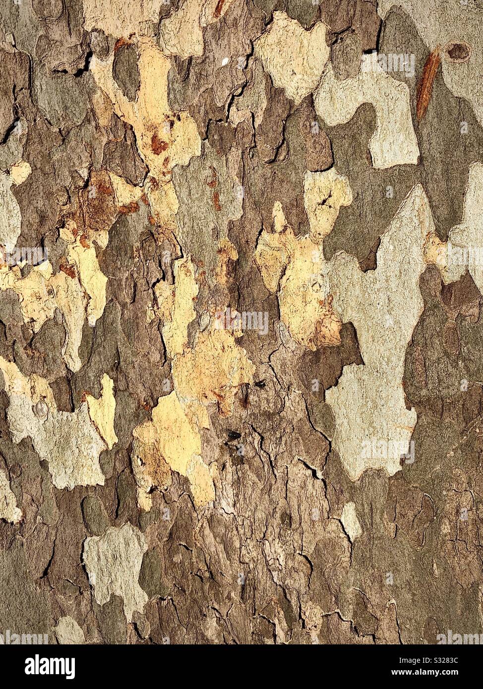 Bark of Plane tree. - Smartphone Captured Stock Image