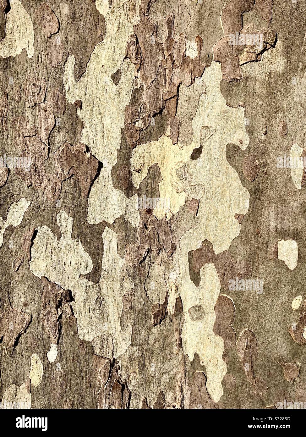 Bark of Plane tree. Stock Photo