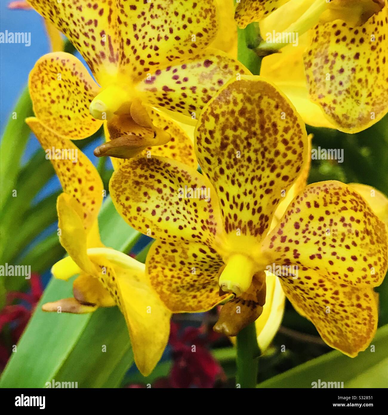 Freckles makes these faces extra cute, Vanda Gordon Dilon X Jao Phaya , yellow brown spot orchid Stock Photo