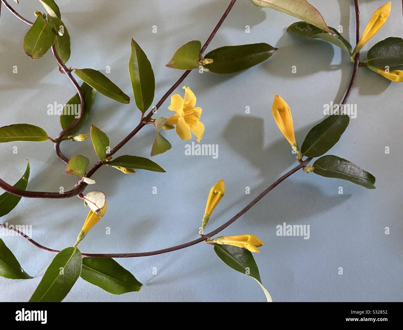 Allamanda vine with yellow flower and buds against a light blue background - Smartphone Captured Stock Image