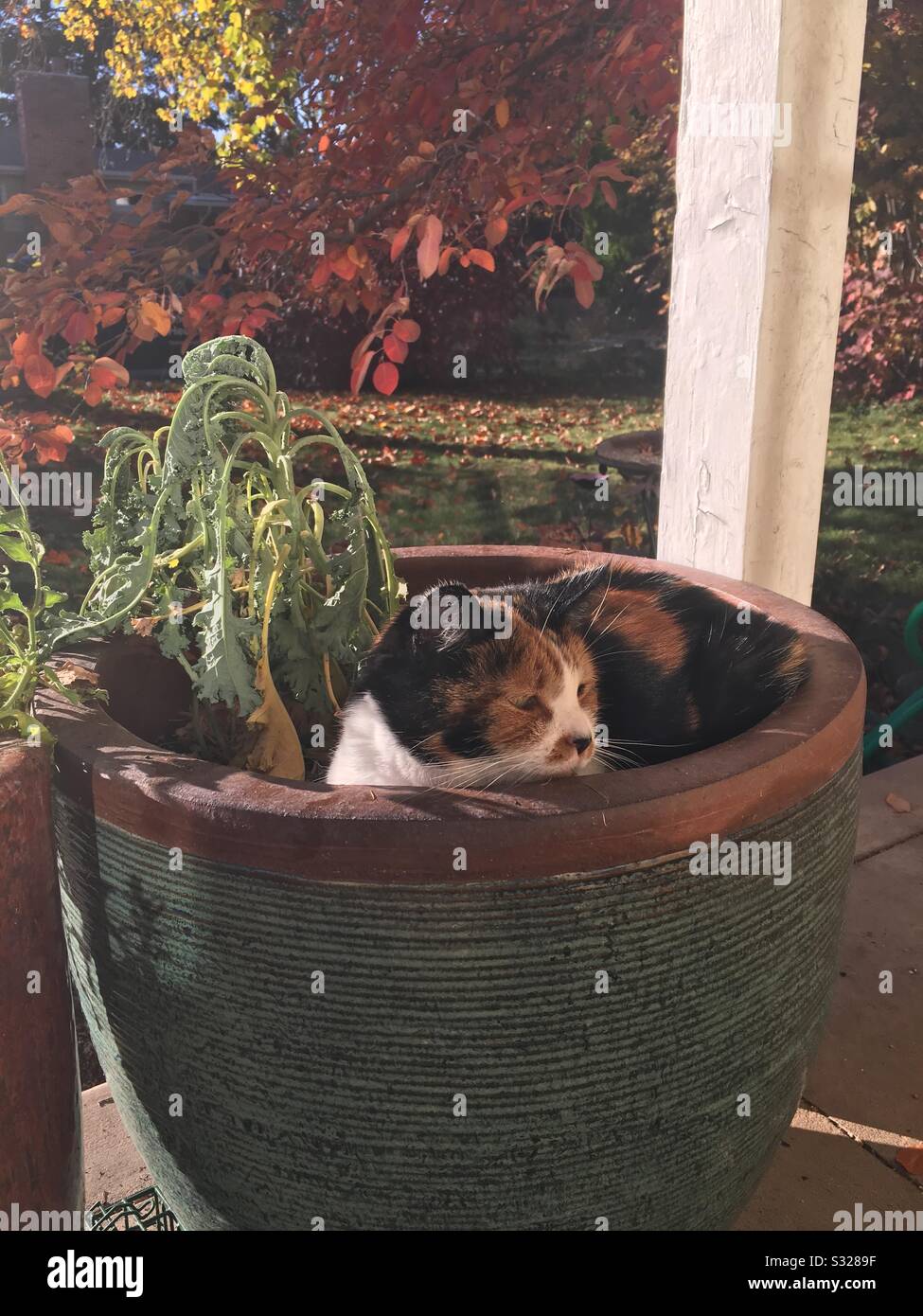 cat sitters in my area