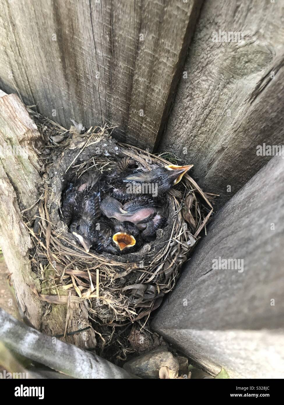 Baby blackbirds in their nest Stock Photo - Alamy