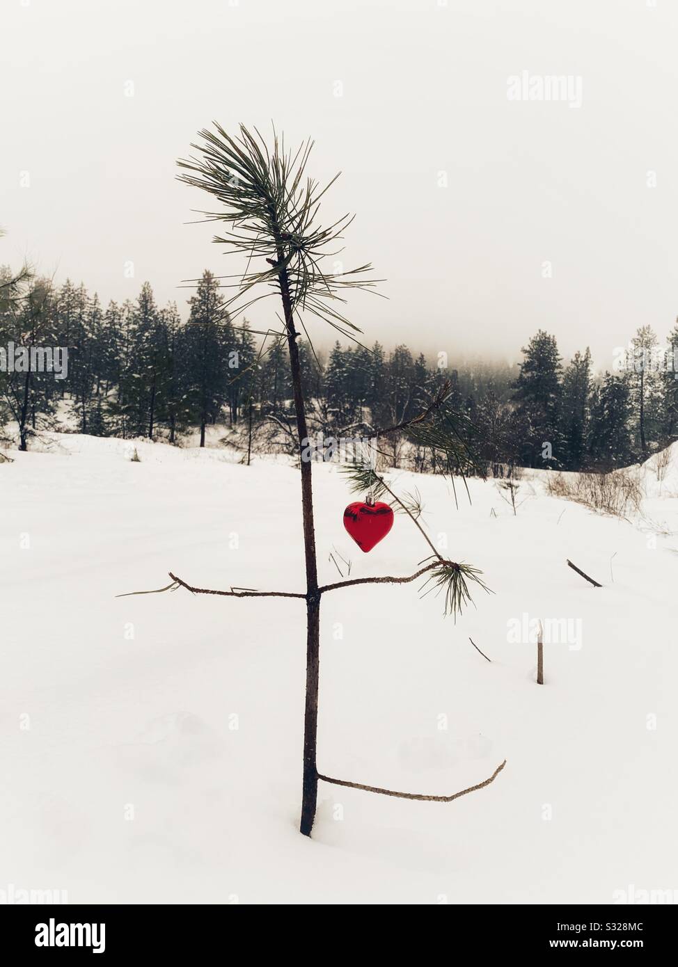 Small young pine tree with a heart shaped ornament in snowy forest. - Smartphone Captured Stock Image