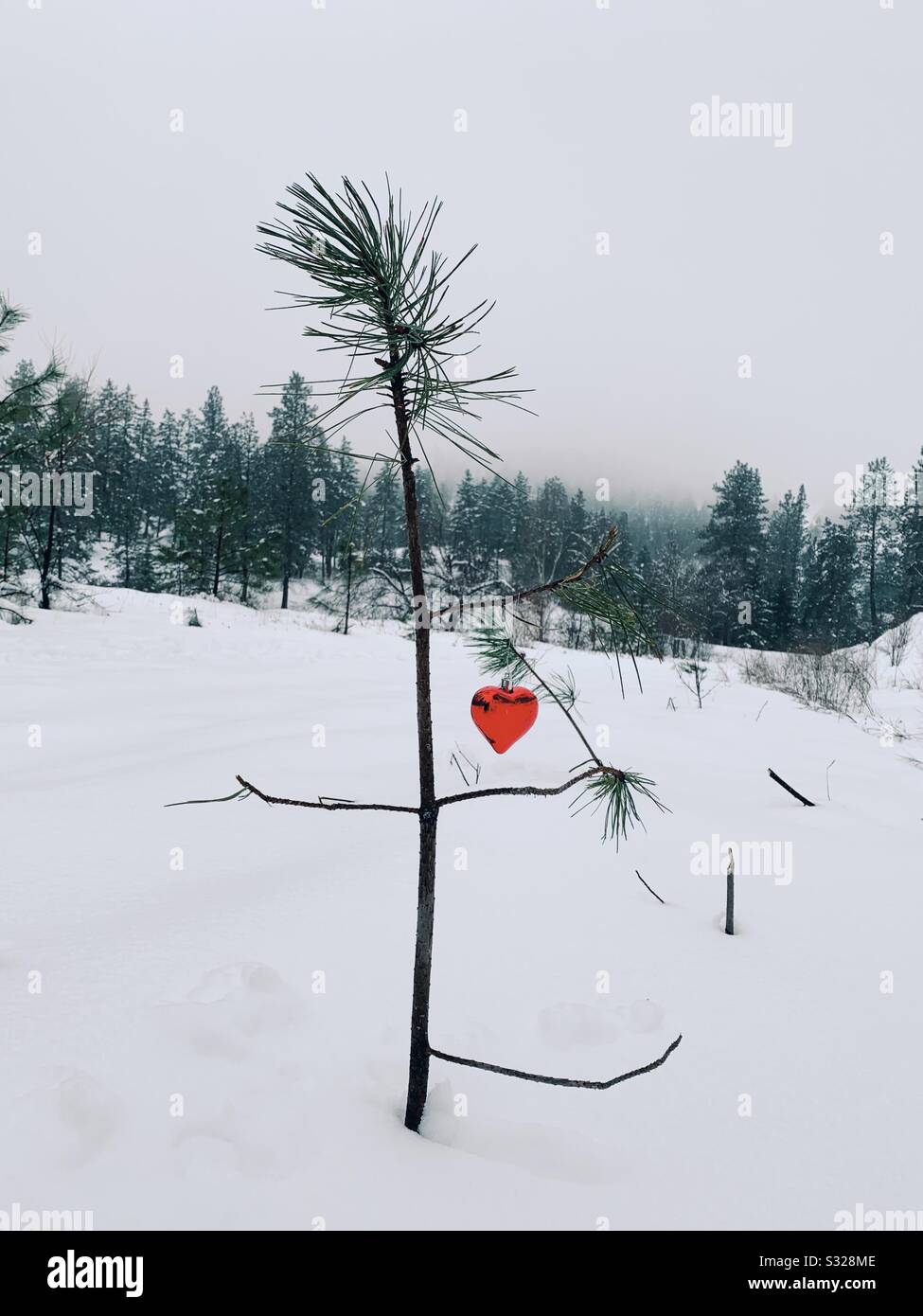 Lone small odd pine tree with a heart shaped red Christmas ornament in a snowy meadow with evergreen forest in the background. Stock Photo