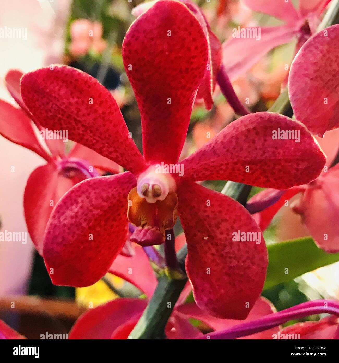 Vanda Roll on Red, crimson flower, Bright red orchids for sale , close up picture to get perfect one flower with alien  face shape on it. Stock Photo