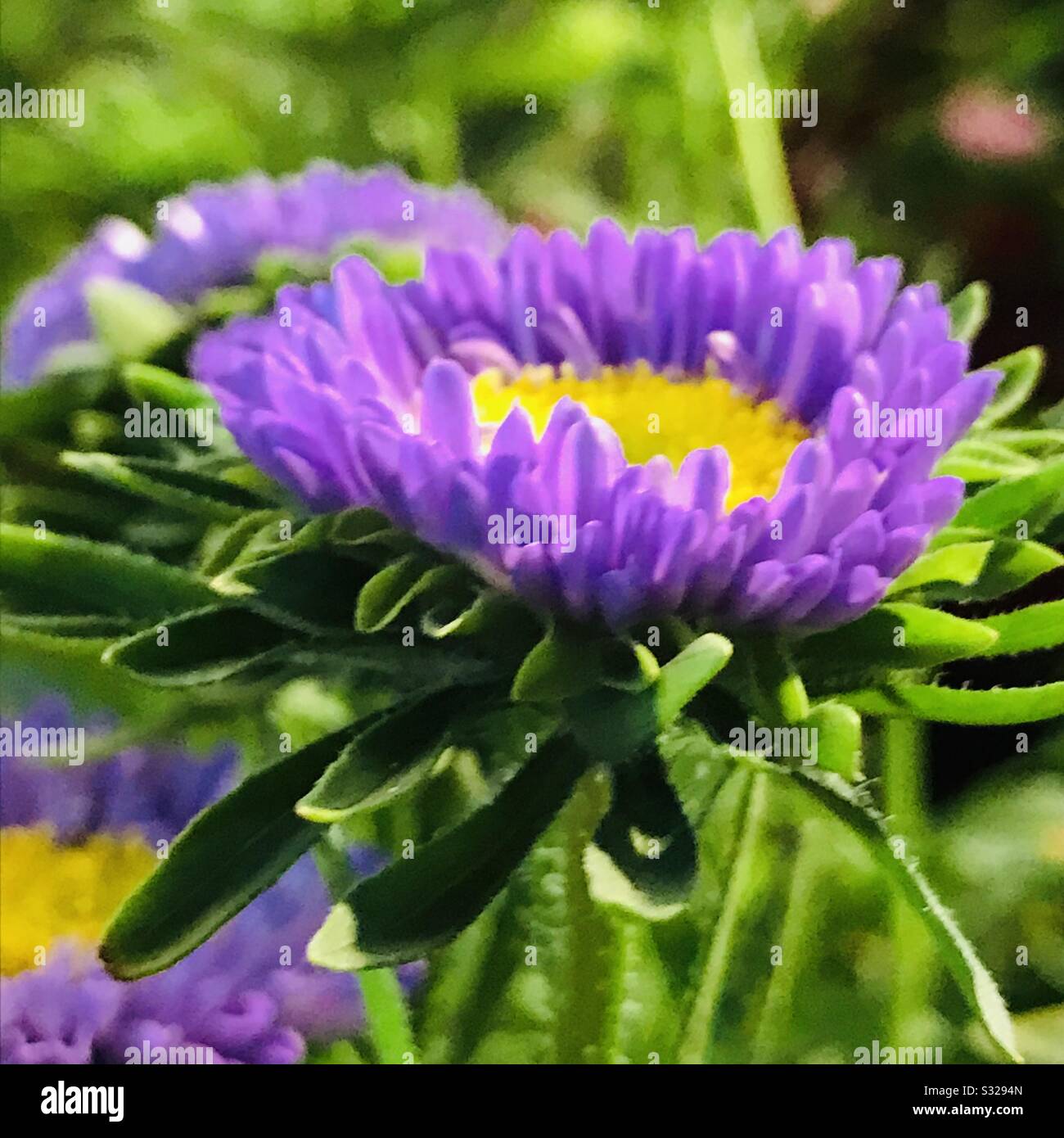 Purple colour China Aster for sale on CNY, aka Callistephus Chinensis is from Chrysanthemum & Daisy family. Purple flower Stock Photo