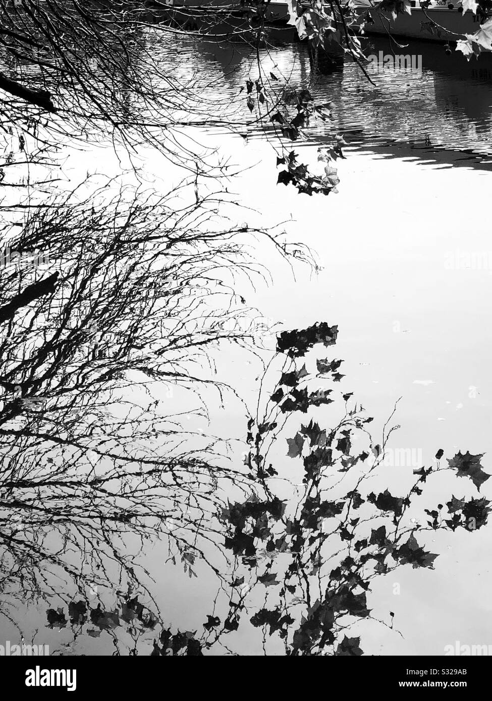 Tree and leaves reflected in calm water Stock Photo