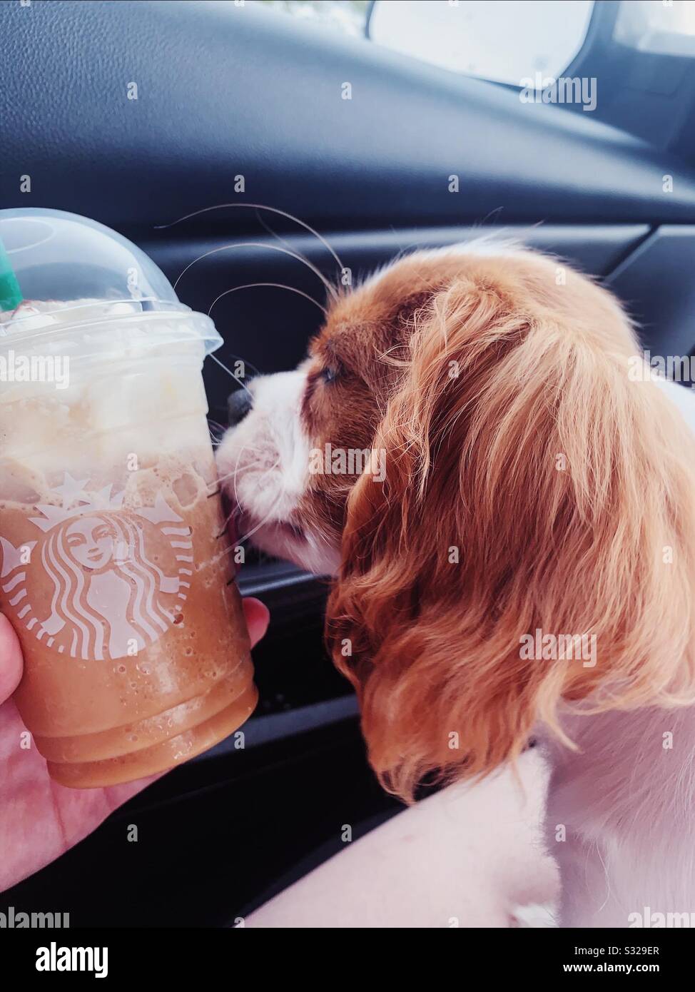 Starbucks and my clover Stock Photo Alamy